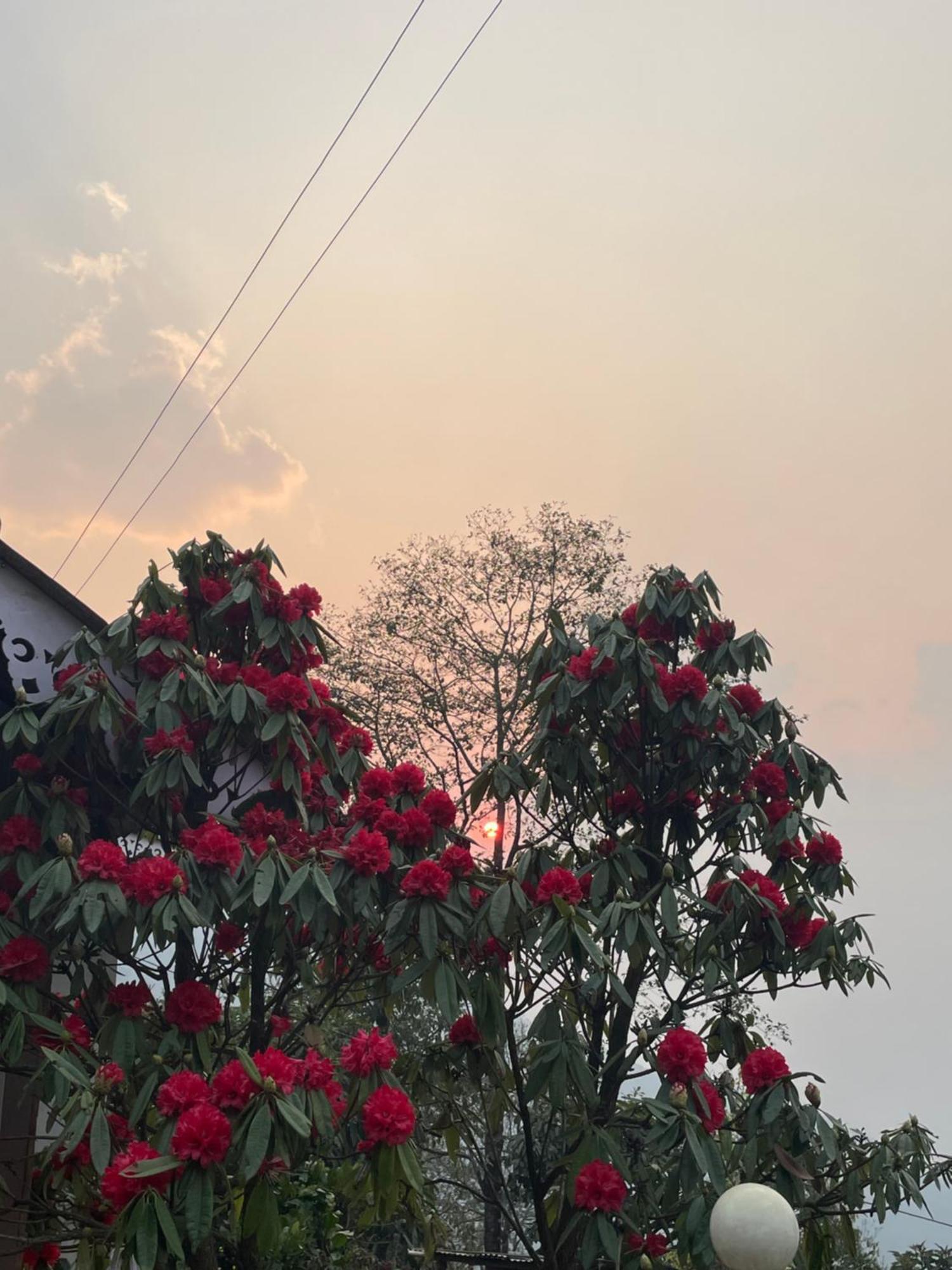 Wake In Himalayas Hostel Pelling Exterior photo
